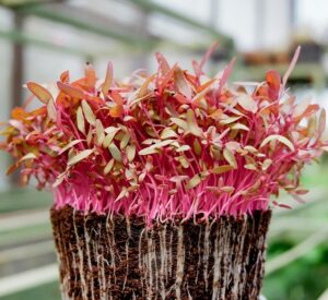 Amaranth microgreen